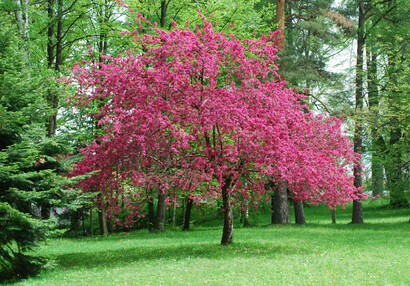 Zámecký park