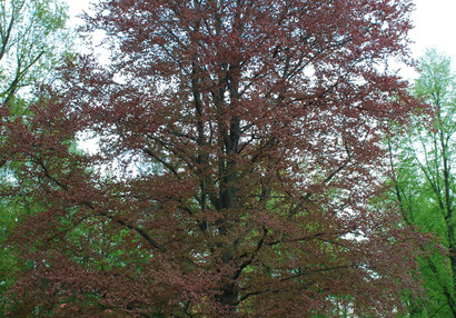 Zámecký park